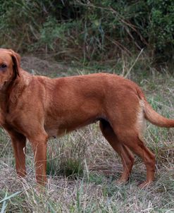 AY3V8563A Retriever – Yellow Labrador