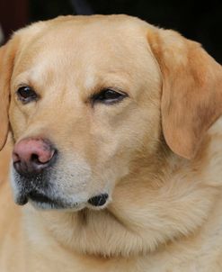 790A1282 Retriever – Yellow Labrador