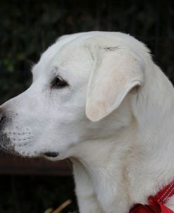 790A1286 Retriever – Yellow Labrador