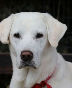 790A1289 Retriever – Yellow Labrador