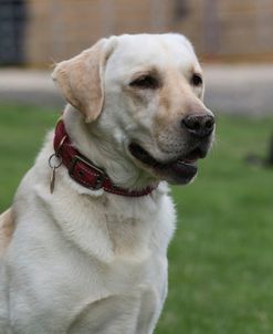 790A1364 Retriever – Yellow Labrador