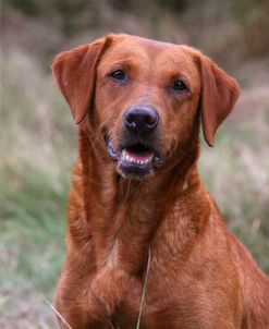 AY3V8588A Retriever – Yellow Labrador