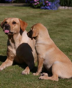 AY3V8591 Retriever – Yellow Labrador