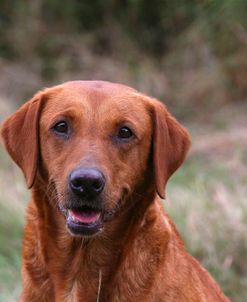 AY3V8591A Retriever – Yellow Labrador