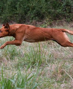 AY3V8597 Retriever – Yellow Labrador