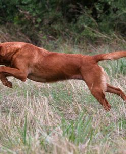 AY3V8617 Retriever – Yellow Labrador