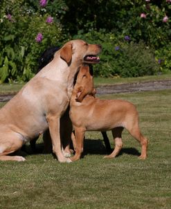 AY3V8678 Retriever – Yellow Labrador