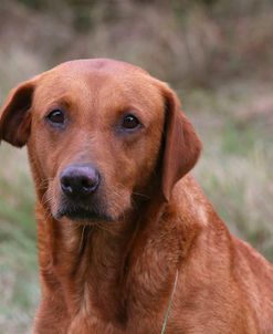 AY3V8567 Retriever – Yellow Labrador