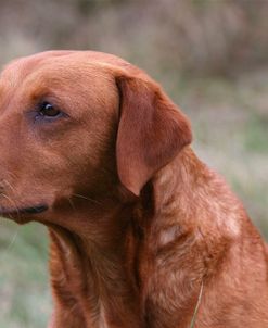 AY3V8570 Retriever – Yellow Labrador