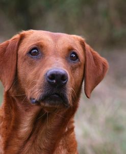 AY3V8579 Retriever – Yellow Labrador