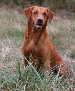 AY3V8584 Retriever – Yellow Labrador