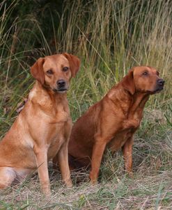 AY3V8910 Retriever – Yellow Labrador