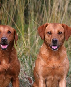 AY3V8934 Retriever – Yellow Labrador