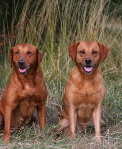 AY3V8937 Retriever – Yellow Labrador