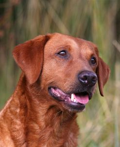 AY3V8942 Retriever – Yellow Labrador