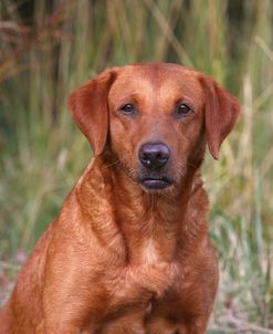 AY3V8954 Retriever – Yellow Labrador