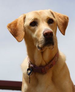 CQ2R0180 Retriever – Yellow Labrador