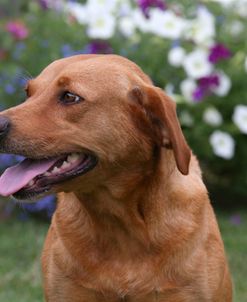 AY3V8679A Retriever – Yellow Labrador