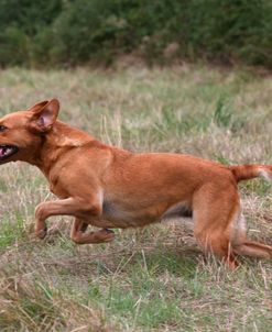 AY3V8746 Retriever – Yellow Labrador