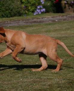 AY3V8749 Retriever – Yellow Labrador