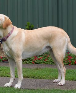 CQ2R0324C Retriever – Yellow Labrador