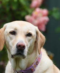 CQ2R0342 Retriever – Yellow Labrador