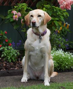 CQ2R0347 Retriever – Yellow Labrador