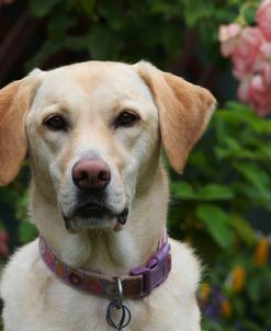 CQ2R0353 Retriever – Yellow Labrador