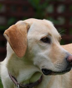 CQ2R0366 Retriever – Yellow Labrador