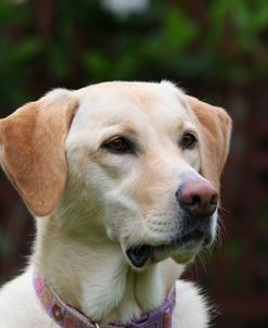 CQ2R0376 Retriever – Yellow Labrador