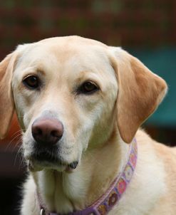 CQ2R0205A Retriever – Yellow Labrador