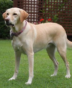 CQ2R0210A Retriever – Yellow Labrador