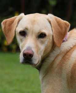 CQ2R0215 Retriever – Yellow Labrador