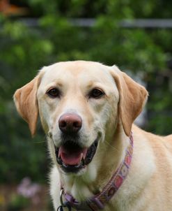 CQ2R0288 Retriever – Yellow Labrador