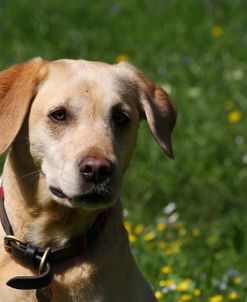 CQ2R2516 Retriever – Yellow Labrador