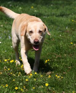 CQ2R2536 Retriever – Yellow Labrador