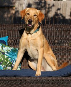 CQ2R3015 Retriever – Yellow Labrador