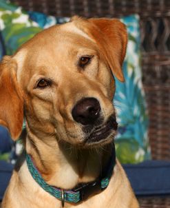 CQ2R3023 Retriever – Yellow Labrador