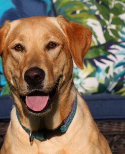 CQ2R3026A Retriever – Yellow Labrador