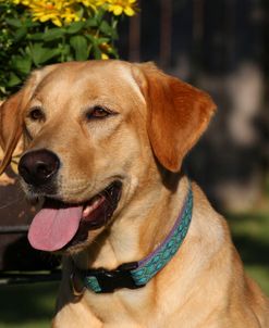 CQ2R3035 Retriever – Yellow Labrador