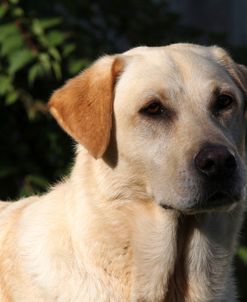 CQ2R0908 Retriever – Yellow Labrador