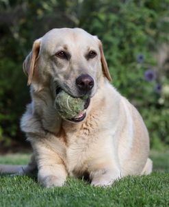 CQ2R0947 Retriever – Yellow Labrador