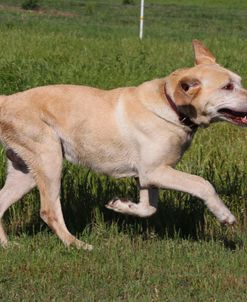 CQ2R1126 Retriever – Yellow Labrador