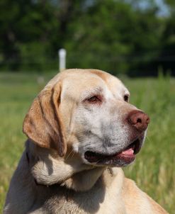 CQ2R1144 Retriever – Yellow Labrador