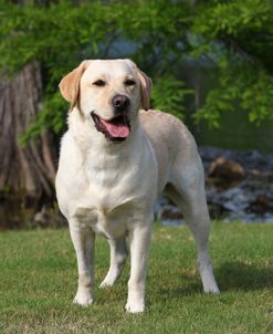 CQ2R4930 Retriever – Yellow Labrador