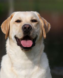 CQ2R4932 Retriever – Yellow Labrador