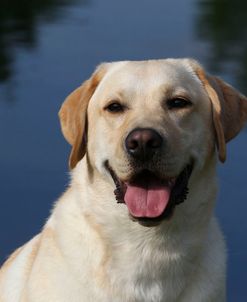 CQ2R4940 Retriever – Yellow Labrador