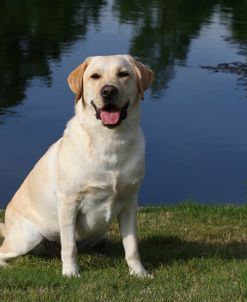 CQ2R4951 Retriever – Yellow Labrador