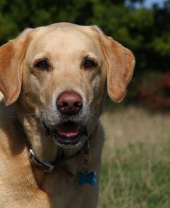 CQ2R4953 Retriever – Yellow Labrador