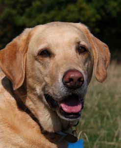 CQ2R4958 Retriever – Yellow Labrador